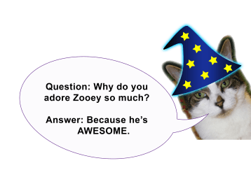 Zooey the cat, wearing a wizard hat, says: "Question: Why do you love Zooey so much? Answer: Because he's AWESOME."